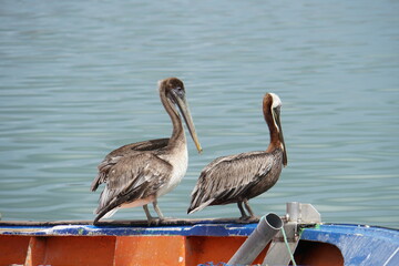 Pelicans in the harbor of Sainte Rose on Guadeloupe