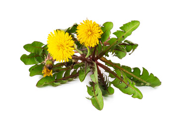 Flowers dandelions with leaves close-up isolated on white background - obrazy, fototapety, plakaty