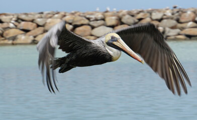 Pelicans in the harbor of Sainte Rose on Guadeloupe