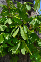 Common horse chestnut