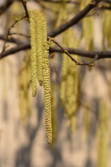 Common hazel