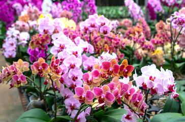 Phalaenopsis orchids bloom in a variety of colors in the garden, waiting to be brought to the flower market for sale to customers who decorate their homes, gifts or opening
