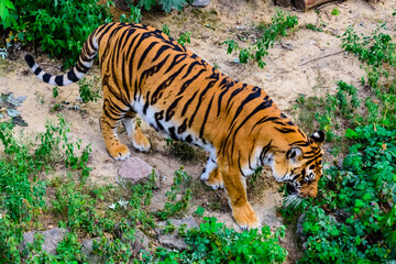 Big striped tiger (Panthera tigris) walking among the green vegetation