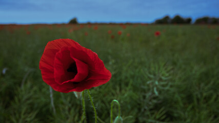 red poppy in the field