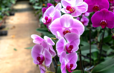 Fototapeta na wymiar Phalaenopsis orchids bloom in a variety of colors in the garden, waiting to be brought to the flower market for sale to customers who decorate their homes, gifts or opening