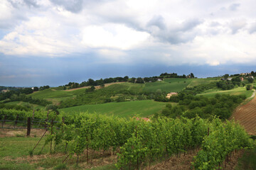 Colline coltivate a vigneti e campi di grano sotto un cielo minaccioso e temporalesco di una calda giornata d’estate