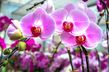 Phalaenopsis orchids bloom in a variety of colors in the garden, waiting to be brought to the flower market for sale to customers who decorate their homes, gifts or opening