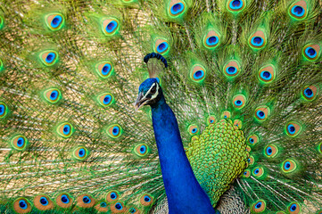 Obraz premium extreme close up Indian peafowl or male peacock dancing with full colorful wingspan to attracts female partners for mating at ranthambore national park or tiger reserve sawai madhopur rajasthan india