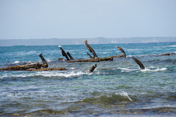 Naklejka premium Old Anchors as navigation signs on the eastcoast of Guadeloupe