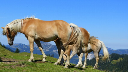Obraz na płótnie Canvas Drei Haflinger Pferde weidend auf einer saftigen Bergwiese umgeben von Bergen