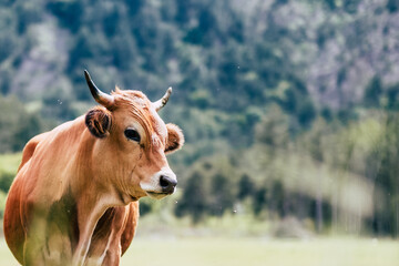 Portrait de vache laitière de race tarentaise dans un champ