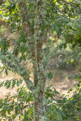 Detailed view of the central part of an oak, structural pull and twigs