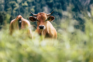 Portrait de vache laiti&egrave;re de race tarentaise dans un champ