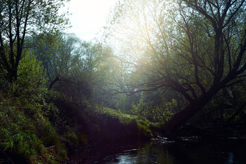 Sunbeam in the branches of trees by the river on a summer day. River rafting in summer. Packrafting in wilderness.
