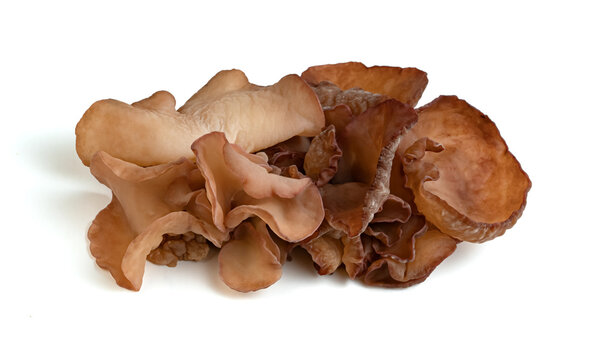 ear mushroom or Jew's ear isolated on white background