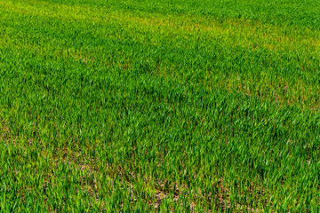 Obraz premium Background of the young wheat on field