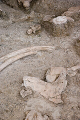 Yacimiento Paleontologico