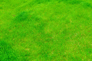 Fototapeta na wymiar Background of a green grass. Eco concept