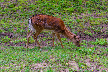 Naklejka na ściany i meble Young white tail deer (Odocoileus virginianus) grazing on a meadow
