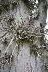 Close up of thorns of honey locust (Gleditsia), a genus of trees in the family Fabaceae, subfamily Caesalpinioideae, native to North America and Asia.  