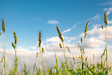 Obraz premium spikelets of sedge in the field against the blue sky
