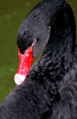 Black swan Cygnus atratus grafecul swim on a lake, portrait