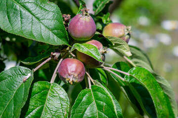 Unripe apples on a branch during the period of active growth. Green fruits of apples.