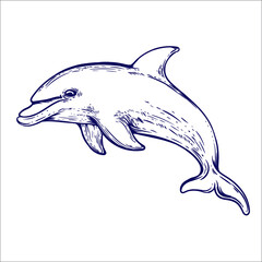 hand drawn dolphin artwork illustration