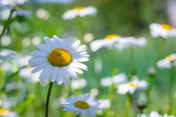 Field of chamomile flowers close up. Beautiful nature scene with blooming medical chamomile in daylight. Alternative medicine Spring Daisy. Beautiful meadow. Summer background.