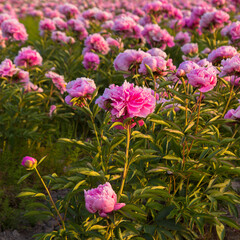 Bright summer field of blooming colorful peonies flowers.