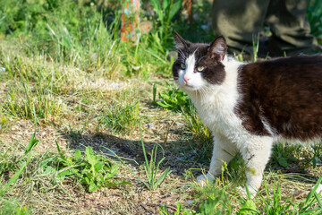 A beautiful black and white cat walks on the grass in summer. A place to write text.