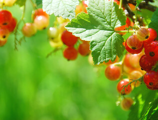 branch of red currant with green leaves
on a green background