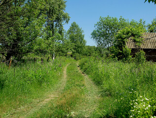 Fototapeta na wymiar dirt road in a green field in the village in summer