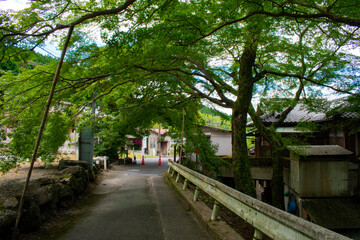 夏の牛滝山　大威徳寺の入り口