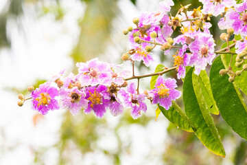 Inthanin flowers or Queen's Flower blooming with water droplets on the petals on tree after the rain.