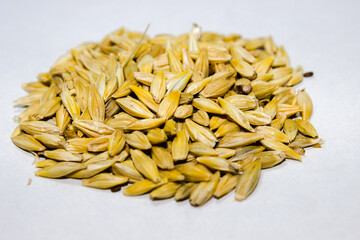 A picture of barley corn