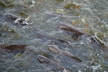Fototapeta premium fish in the river is eating