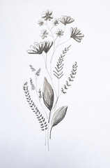 Wild flowers. Black and white illustration