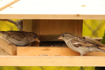 dwa  dzikie  wróble  podczas  posiłku  w  karmniku © Mirosaw