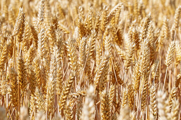 Fototapeta premium Weizenfeld zur Erntezeit