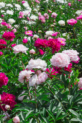 Blooming white and light pink peonies among green leaves.