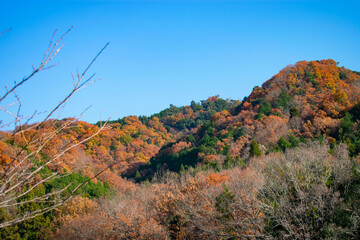 紅葉