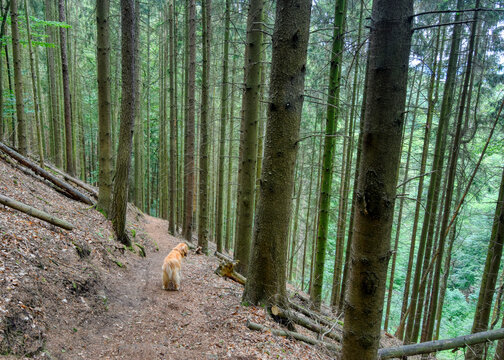 Golden Retriever Overlooking Forest Slope