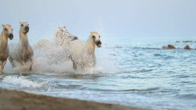 Slow motion shot of horses running while splashing water in sea at beach against sky during sunset - Camargue, France