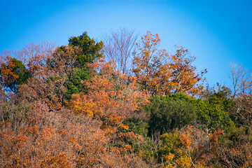 Fototapeta premium 紅葉