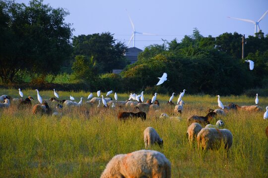 Bagula and Sheep in the farm at Morning, Kutch Gujarat, India