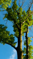 
Landscapes and views in the Botanical Garden in Radzionków. Ready for entry.