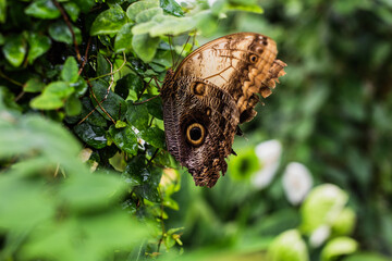 Fototapeta premium A butterfly on a green leaf