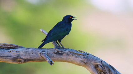black african bird sits on a branch and sings