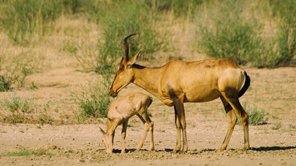 Naklejka na ściany i meble antelope with a cub in the hot African savannah